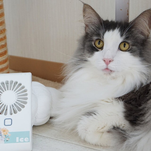 うちの子ミラー付きハンディ扇風機│犬 猫 モバイルファン うち