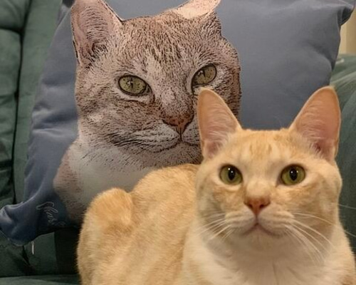 0_38ae89d8e9dfa226dac83357ae57