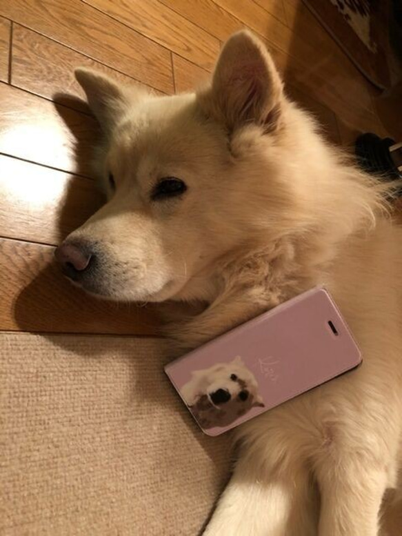 うちの子ひょっこりはん♪手帳型スマホケース │猫 犬 iphone アンドロイド 3枚目の画像