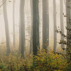 霧に包まれた秋の森 / アートポスター 風景写真 forest 黄色の葉 枯れ葉 落葉 落ち葉 白黒 カラー 横長 4枚目の画像