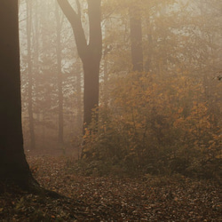 森の中の朝の陽射し / アートポスター 風景写真 forest 霧 黄葉 枯れ葉 落葉 落ち葉 横長 白黒 カラー 5枚目の画像