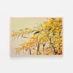 ミモザ / アートポスター 黄色の花 写真 アカシア カラー アートプリント 横向き 自然 フラワー 1枚目の画像