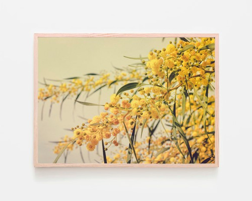 ミモザ / アートポスター 黄色の花 写真 アカシア カラー アート
