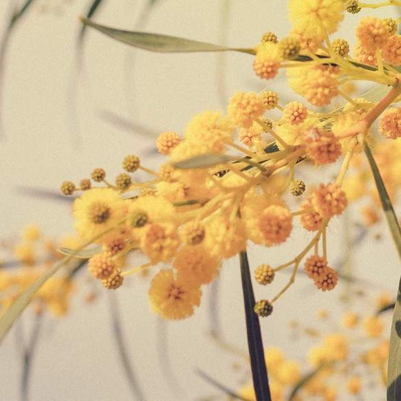 ミモザ / アートポスター 黄色の花 写真 アカシア カラー アートプリント 横向き 自然 フラワー 4枚目の画像