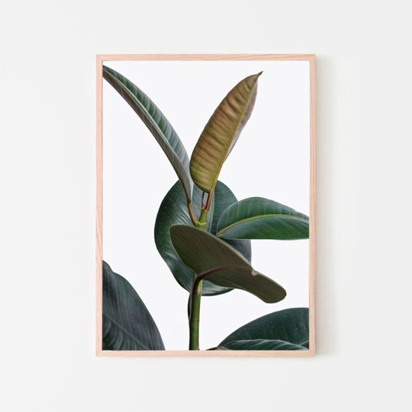 フィカスエラスティカ、ゴムの木 / アートポスター 植物 写真 縦長 カラー 白黒 アートプリント 自然 観葉植物 1枚目の画像