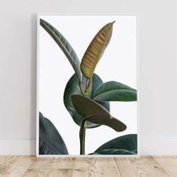 フィカスエラスティカ、ゴムの木 / アートポスター 植物 写真 縦長 カラー 白黒 アートプリント 自然 観葉植物 2枚目の画像