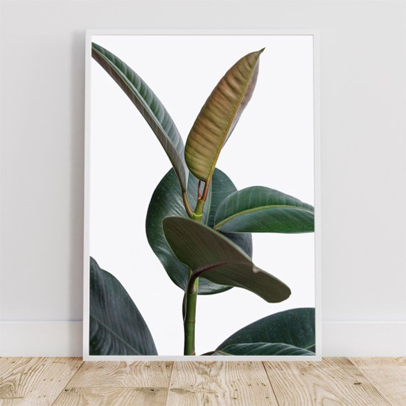 フィカスエラスティカ、ゴムの木 / アートポスター 植物 写真 縦長 カラー 白黒 アートプリント 自然 観葉植物 2枚目の画像