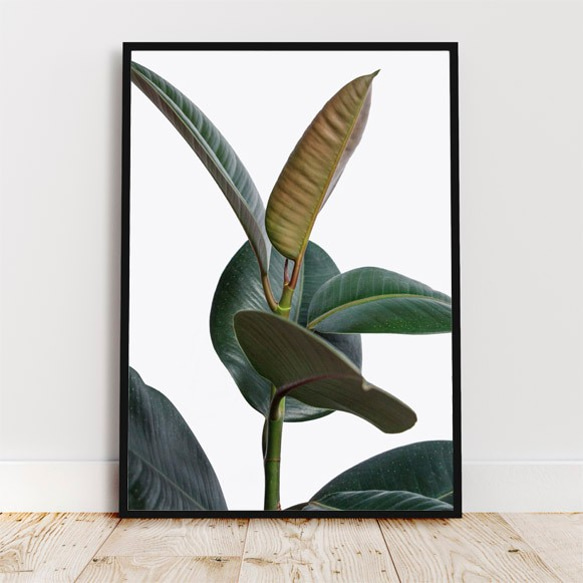 フィカスエラスティカ、ゴムの木 / アートポスター 植物 写真 縦長 カラー 白黒 アートプリント 自然 観葉植物 3枚目の画像