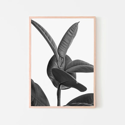フィカスエラスティカ、ゴムの木 / アートポスター 植物 写真 縦長 カラー 白黒 アートプリント 自然 観葉植物 4枚目の画像