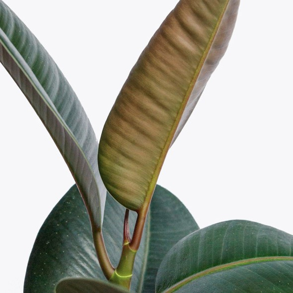 フィカスエラスティカ、ゴムの木 / アートポスター 植物 写真 縦長 カラー 白黒 アートプリント 自然 観葉植物 6枚目の画像