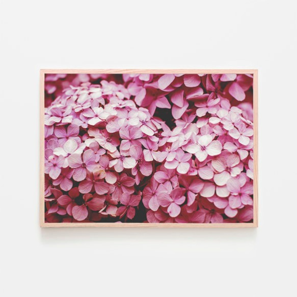 ピンク色のアジサイ / アートポスター 写真 カラー 白黒 アートプリント 横長 自然 花 フラワー 紫陽花 梅雨 1枚目の画像