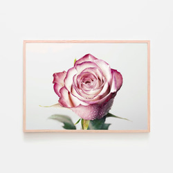 アートフレーム　ピンクの薔薇 7235d09ef3dfaf35160e6f7c791611