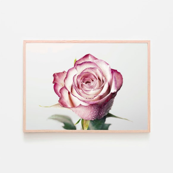 ピンク色のバラ / アートポスター 写真 カラー 白黒 アートプリント