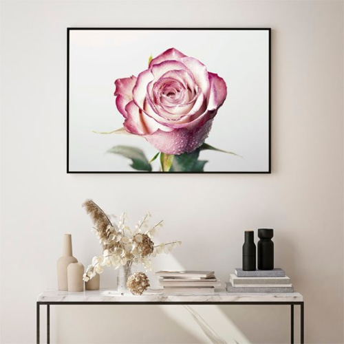 ピンク色のバラ / アートポスター 写真 カラー 白黒 アートプリント