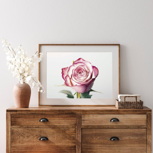 ピンク色のバラ / アートポスター 写真 カラー 白黒 アートプリント