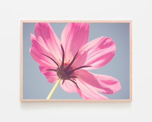 油彩画 花 ピンク ダークグリーン 瀬古 愛「薔薇」油絵・F4号 元大洋会会員 日洋展三越奨励賞