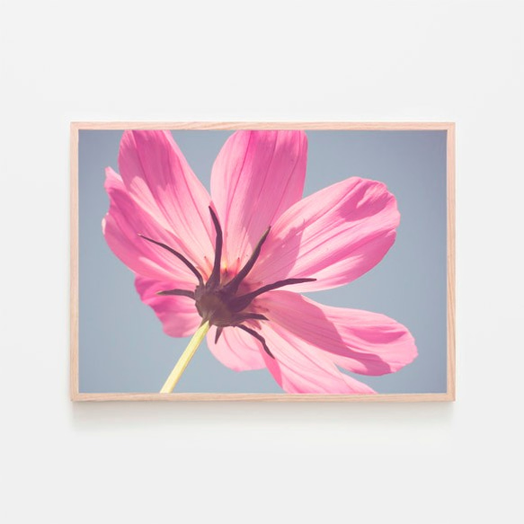 ピンク色の花 / アートポスター 写真 カラー アートプリント 横長 自然 花 フラワー ピンク 花びら 1枚目の画像