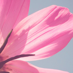 ピンク色の花 / アートポスター 写真 カラー アートプリント 横長 自然 花 フラワー ピンク 花びら 4枚目の画像