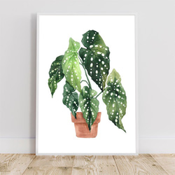 ベゴニアマクラータ / アートポスター 水彩画 観葉植物 カラー グリーン イラスト インテリア 縦長 自然 絵 2枚目の画像
