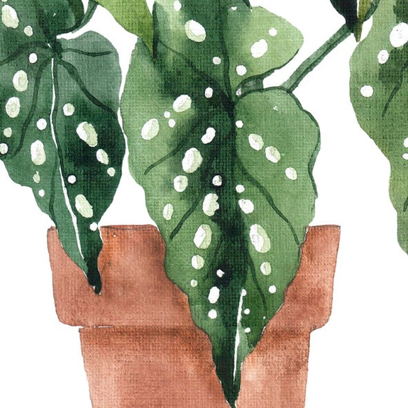 ベゴニアマクラータ / アートポスター 水彩画 観葉植物 カラー グリーン イラスト インテリア 縦長 自然 絵 6枚目の画像