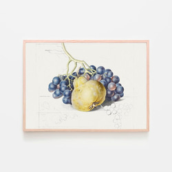 ご近所物語　BIGアートボード　実果子　ツトム ドイツの果実学 リンゴ 植物画 アンティーク ボタニカルアート 1894年 1003