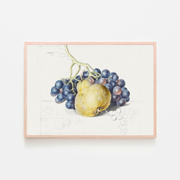 ご近所物語　BIGアートボード　実果子　ツトム ブドウとナシ / アートポスター 写真 ミニマル 果実 フルーツ 果物