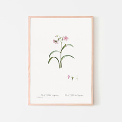 クレイトニアバージニカ / アートポスター イラスト アートプリント 縦長 植物 花 絵 ヴィンテージ 1枚目の画像