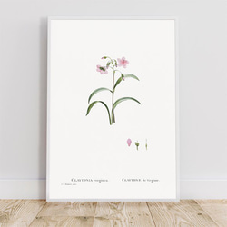 クレイトニアバージニカ / アートポスター イラスト アートプリント 縦長 植物 花 絵 ヴィンテージ 3枚目の画像