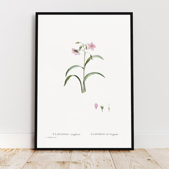 クレイトニアバージニカ / アートポスター イラスト アートプリント 縦長 植物 花 絵 ヴィンテージ 4枚目の画像
