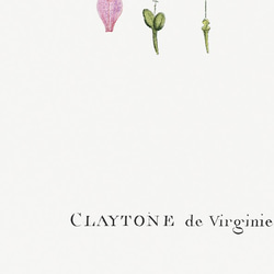 クレイトニアバージニカ / アートポスター イラスト アートプリント 縦長 植物 花 絵 ヴィンテージ 7枚目の画像