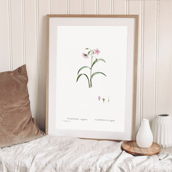 クレイトニアバージニカ / アートポスター イラスト アートプリント 縦長 植物 花 絵 ヴィンテージ 8枚目の画像