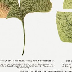 イチョウとイタドリの葉 / アートポスター ヴィンテージイラスト ミニマル アートプリント 春 夏 秋 4枚目の画像