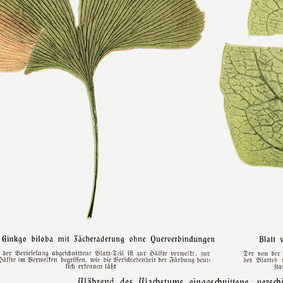 イチョウとイタドリの葉 / アートポスター ヴィンテージイラスト ミニマル アートプリント 春 夏 秋 4枚目の画像