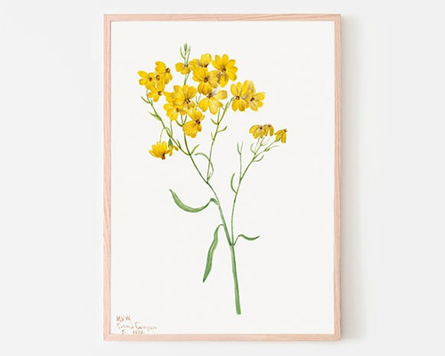 プリントアート イエローフラワー 絵画 インテリア seiryu-shoten_you-fa11003-273348