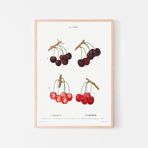 チェリー / アートポスター イラスト さくらんぼ 植物 果物 フルーツ