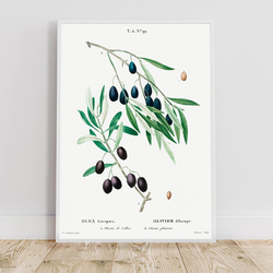 オリーブ / アートポスター イラスト ミニマル 植物 果物 フルーツ 夏 グリーン アートプリント 2L〜 2枚目の画像