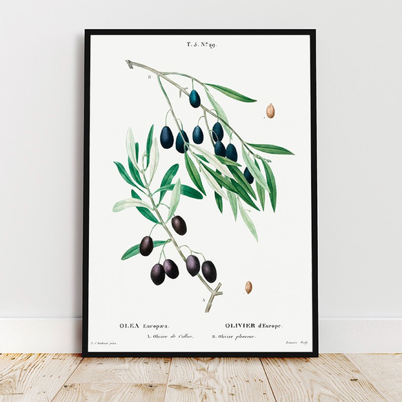 オリーブ / アートポスター イラスト ミニマル 植物 果物 フルーツ 夏 グリーン アートプリント 2L〜 3枚目の画像