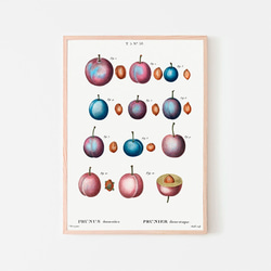 プラム / アートポスター イラスト ミニマル 植物 果物 フルーツ 夏 種 アートプリント 2L〜 1枚目の画像