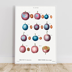 プラム / アートポスター イラスト ミニマル 植物 果物 フルーツ 夏 種 アートプリント 2L〜 2枚目の画像