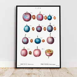 プラム / アートポスター イラスト ミニマル 植物 果物 フルーツ 夏 種 アートプリント 2L〜 3枚目の画像