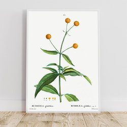 ブッドレア グロボーサ / アートポスター イラスト ポンポン 植物 花 フラワー 夏 黄色 2L〜 2枚目の画像