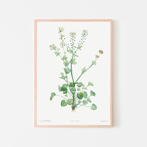 トモシリソウ / アートポスター イラスト ミニマル 植物 花 フラワー グリーン 2L〜 1枚目の画像
