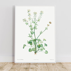 トモシリソウ / アートポスター イラスト ミニマル 植物 花 フラワー グリーン 2L〜 2枚目の画像