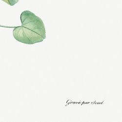 トモシリソウ / アートポスター イラスト ミニマル 植物 花 フラワー グリーン 2L〜 6枚目の画像