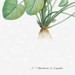 トモシリソウ / アートポスター イラスト ミニマル 植物 花 フラワー グリーン 2L〜 7枚目の画像