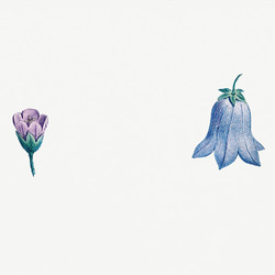 フラワーセット / アートポスター イラスト ミニマル 植物 花 フラワー カラフル 2L〜 ピンク ブルー 5枚目の画像