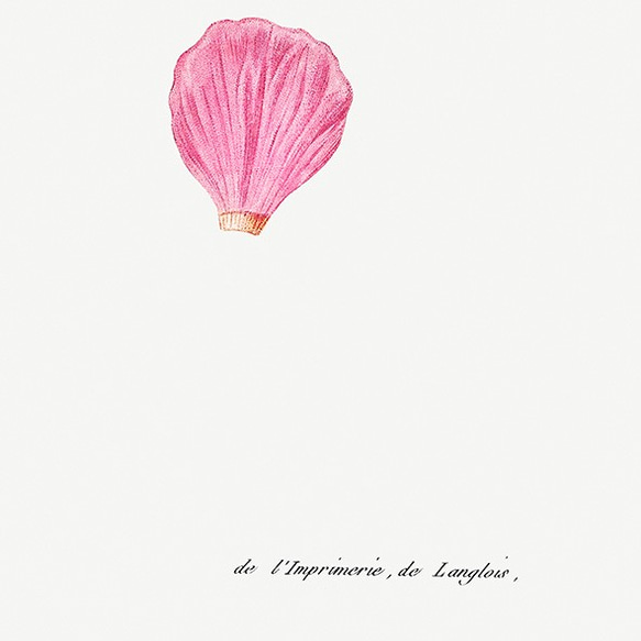 フラワーセット / アートポスター イラスト ミニマル 植物 花 フラワー カラフル 2L〜 ピンク ブルー 6枚目の画像