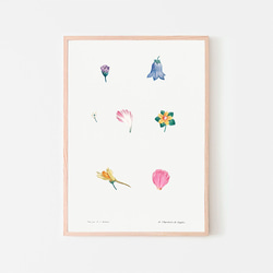 フラワーセット / アートポスター イラスト ミニマル 植物 花 フラワー カラフル 2L〜 ピンク ブルー 7枚目の画像