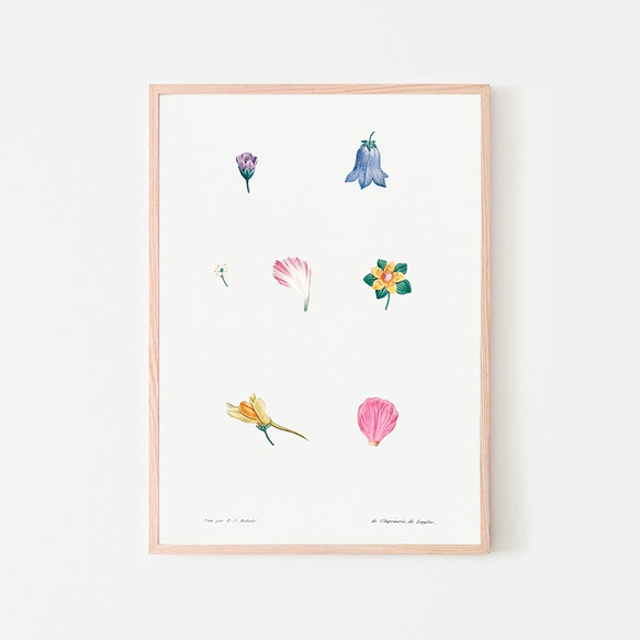 フラワーセット / アートポスター イラスト ミニマル 植物 花 フラワー カラフル 2L〜 ピンク ブルー 7枚目の画像