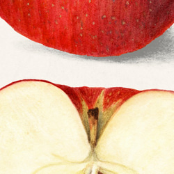 アップル / アートポスター イラスト ミニマル 果物 フルーツ レッド 赤 アートプリント 2L〜 2枚目の画像
